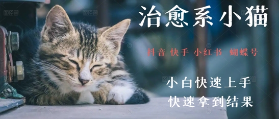 拆解，疯狂火爆！抖音，小红书，视频号小猫治愈的视频，轻松制作+快速拿到结果-讯领网创